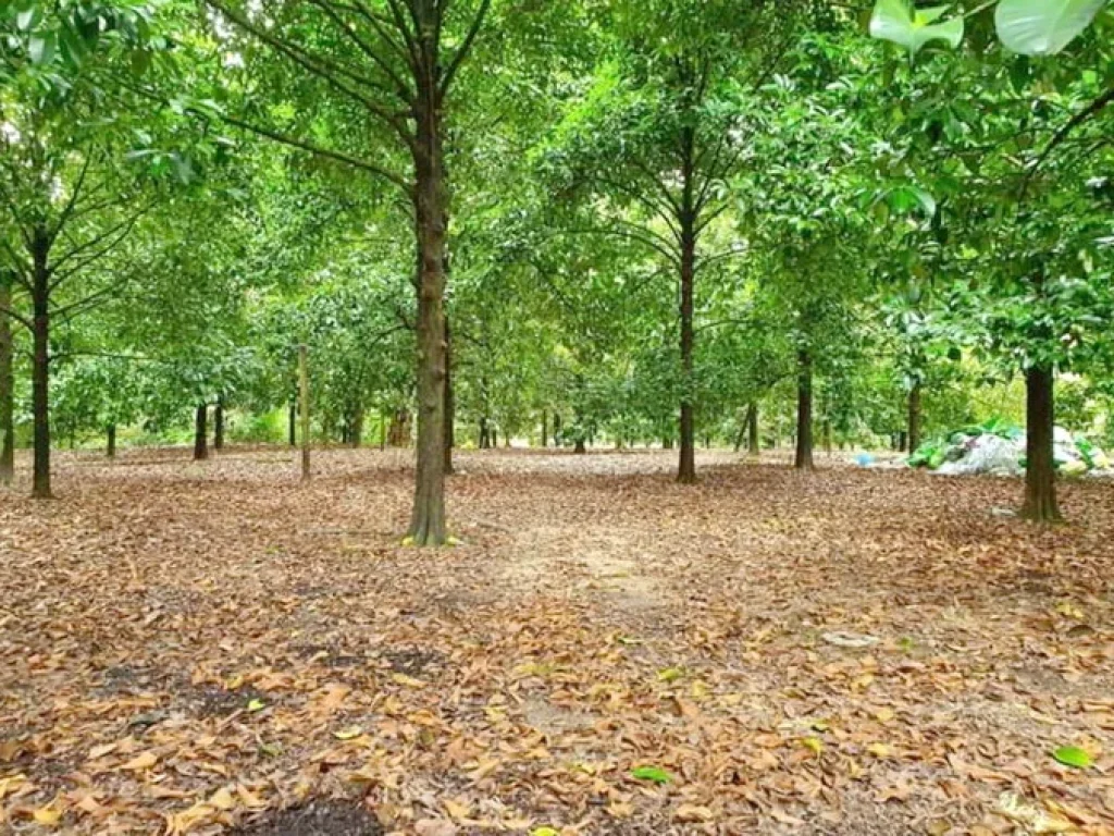 เสนอขายบ้านสวนพร้อมอยู่ ทำเลดีมาก ติดถนนสายขลุง-พลิ้ว ติดคลองธรรมชาติ เนื้อที่ 4 ไร่กว่าๆ เกวียนหัก อำเภอขลุง จันทบุรี