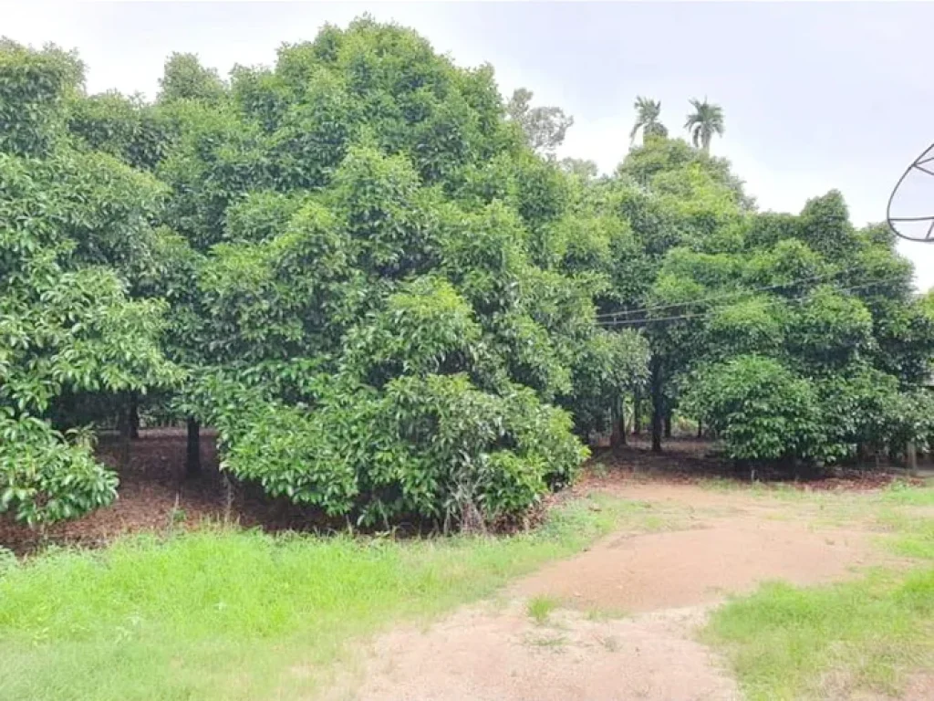 เสนอขายบ้านสวนพร้อมอยู่ ทำเลดีมาก ติดถนนสายขลุง-พลิ้ว ติดคลองธรรมชาติ เนื้อที่ 4 ไร่กว่าๆ เกวียนหัก อำเภอขลุง จันทบุรี