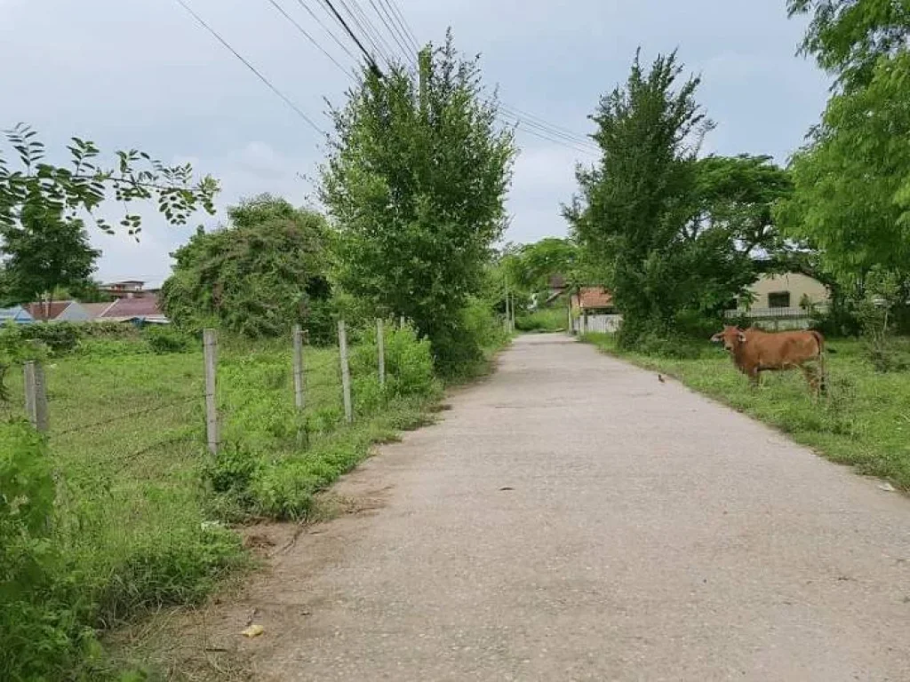 ขายที่ดินป่าไผ่ สันทรายห่างถนนหลักเพียง 500 เมตร ราคาถูก