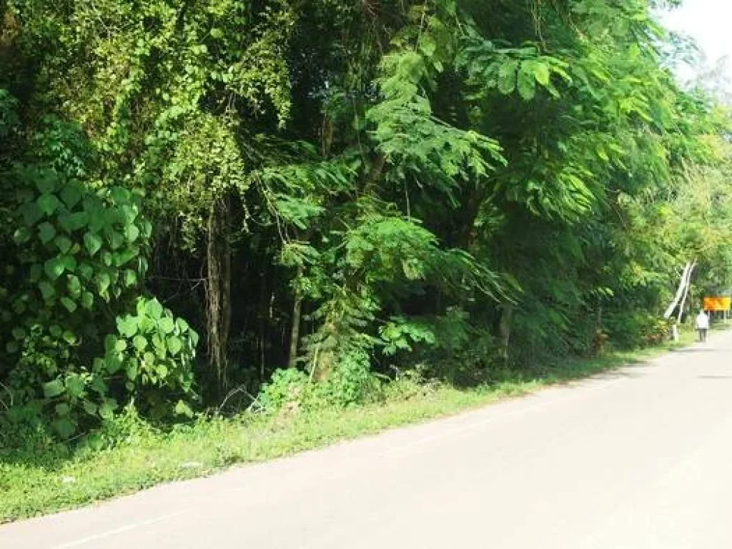 ขายที่ดินติดชายทะเล หาดทุ่งวัวแล่น ตสะพลี อปะทิว จชุมพร