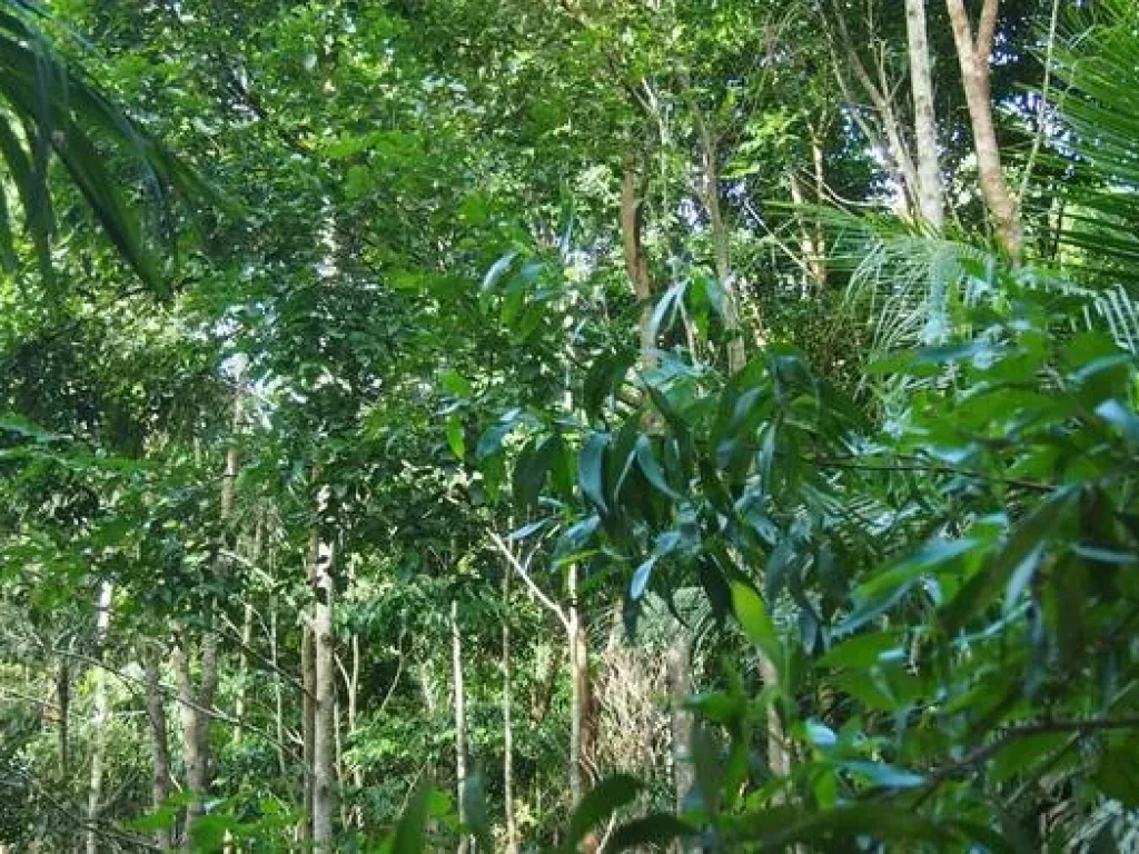 ขายที่ดินติดชายทะเล หาดทุ่งวัวแล่น ตสะพลี อปะทิว จชุมพร