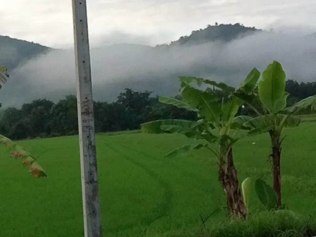 ขายที่ดินโฉนดแปลงเล็กติดเขา 100 ตรว น้ำไฟถึงน่าที่เลยมีเพื่อยบ้านตรงข้าม ใก้ล รร จปรรรเตรียมทหาร น้ำตกกะอาง เขาเพิ่ม บ้านนา นครนายก