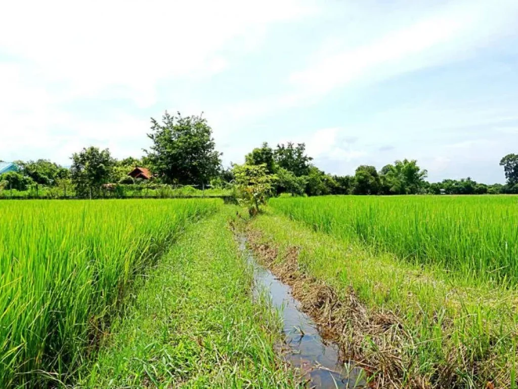 ขายที่ดิน ท่ารั้ว ป่าเสร้า ตำบลสันปูเลย อำเภอดอยสะเก็ด จังหวัดเชียงใหม่