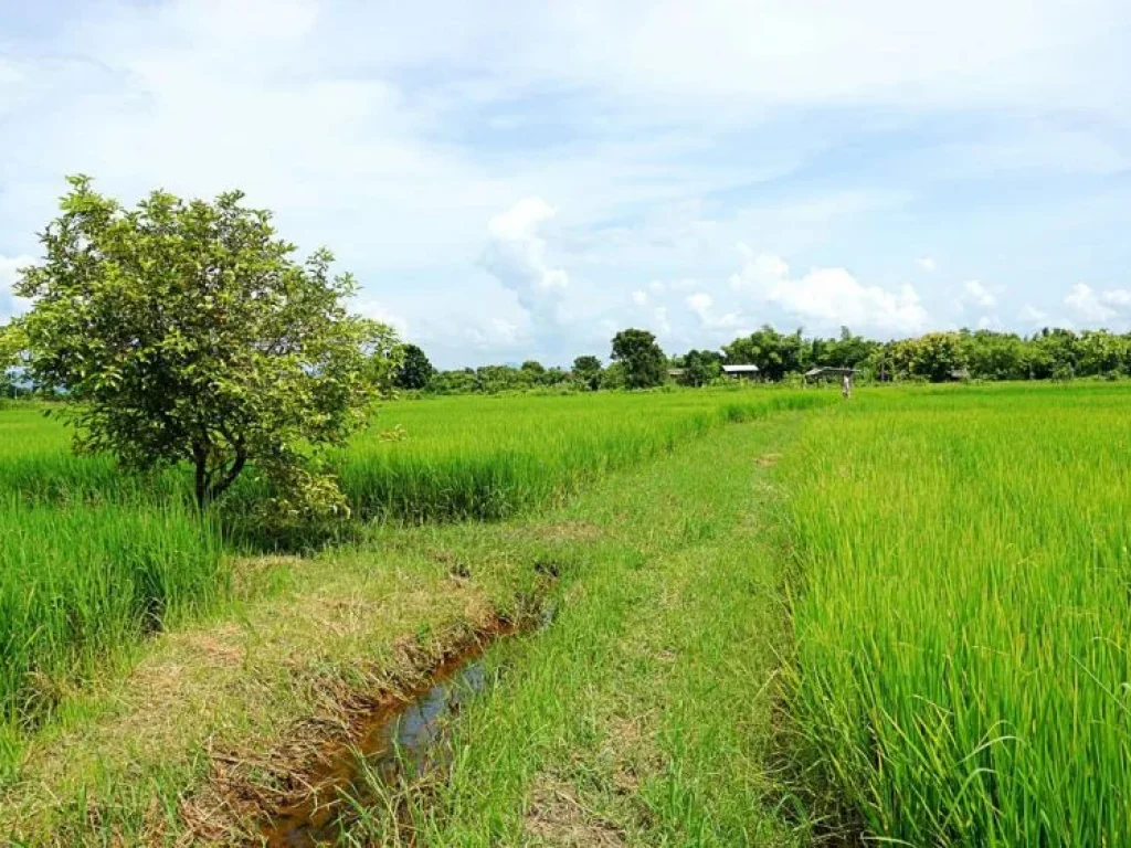 ขายที่ดิน ท่ารั้ว ป่าเสร้า ตำบลสันปูเลย อำเภอดอยสะเก็ด จังหวัดเชียงใหม่