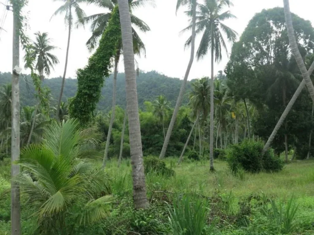 ขายที่ดิน วิวทะเล บางสะพาน จประจวบคีรีขันธ์