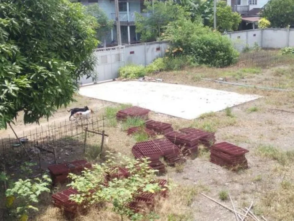 ขายที่ดินในหมู่บ้านชัยบาดาลพัฒนาชุมชนโพธ์ทองอชัยบาดาล จลพบุรี