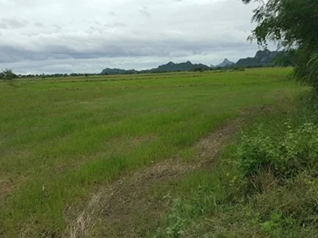 ขายที่ดิน 17 ไร่ ตหนองกระทุ่ม อปากท่อ ราชบุรี