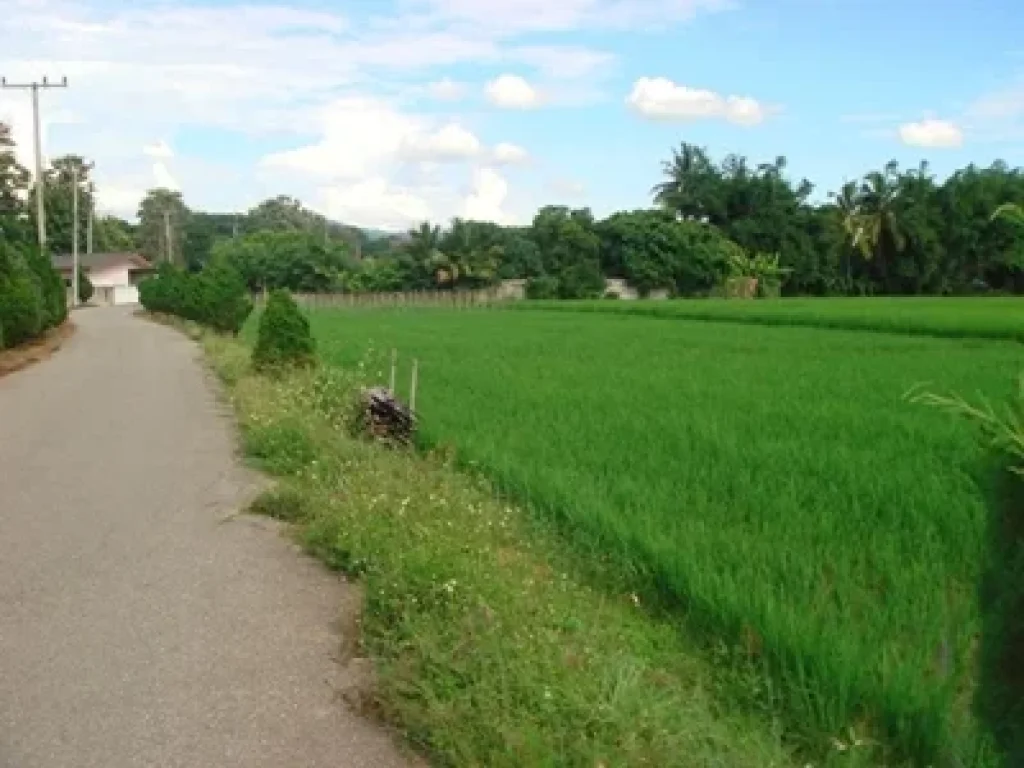 ขายที่ดิน แม่แฝกใหม่ สันทราย เชียงใหม่ 20 นาที ถึงเมืองเชียงใหม่ ใกล้ มแม่โจ้