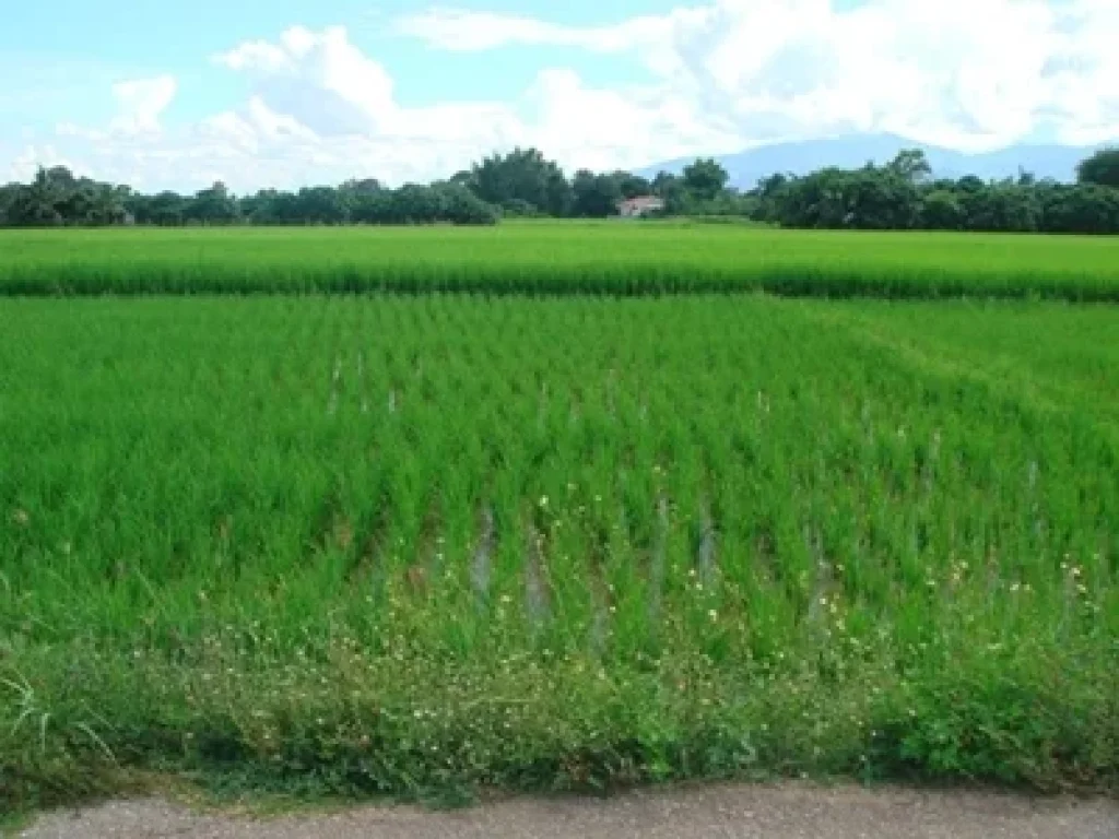 ขายที่ดิน แม่แฝกใหม่ สันทราย เชียงใหม่ 20 นาที ถึงเมืองเชียงใหม่ ใกล้ มแม่โจ้