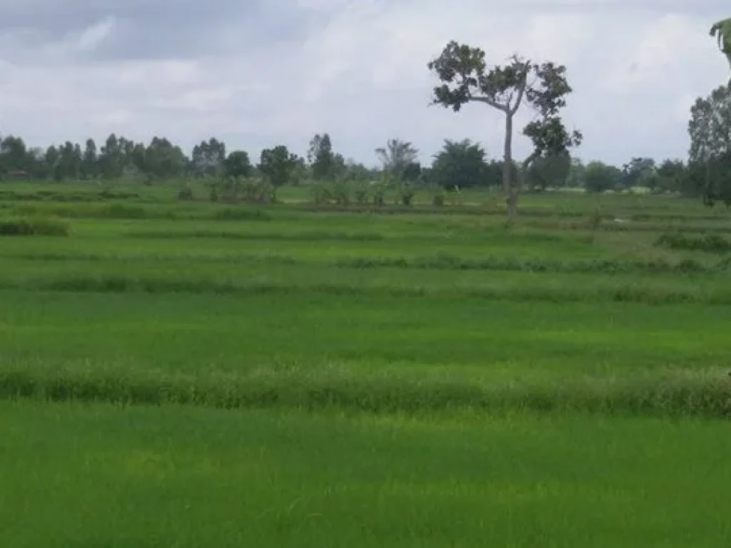 ขายที่ดินทำเลสวยบรรยากาศดี ราคาถูก 300000-ไร่เหมาะทำบ้านสวน ปลูกปาล์ม ทำการเกษตร ขายยกแปลง 8 ไร่ 847 ตรวราคานี้พร้อมโอน ครับต่อรองได้ครับ