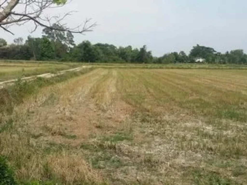 ขายที่ดิน สำหรับปลูกบ้านพักอาศัย พิกุลออก อบ้านนา จนครนายก ด่วน ถูกมาก