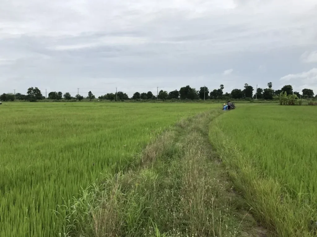 ขายที่ดินสุโขทัย ติดถนนใหญ่ 4 เลน สุโขทัย - ตาก จำนวน 50 ไร่