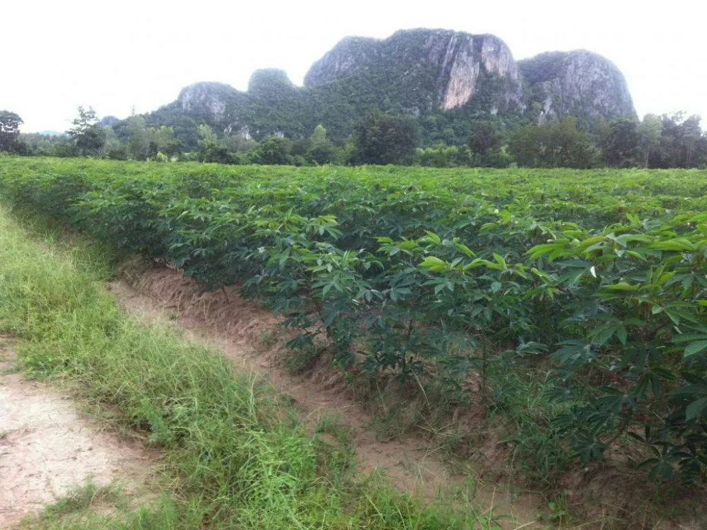 ขายที่ดิน จำนวน 54 ไร่ อำหนองฉาง จังหวัดอุทัยธานี