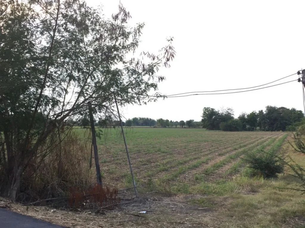 ขายที่ดิน 36 ไร่ ติดถนนราดยาง อศรีนคร จสุโขทัย