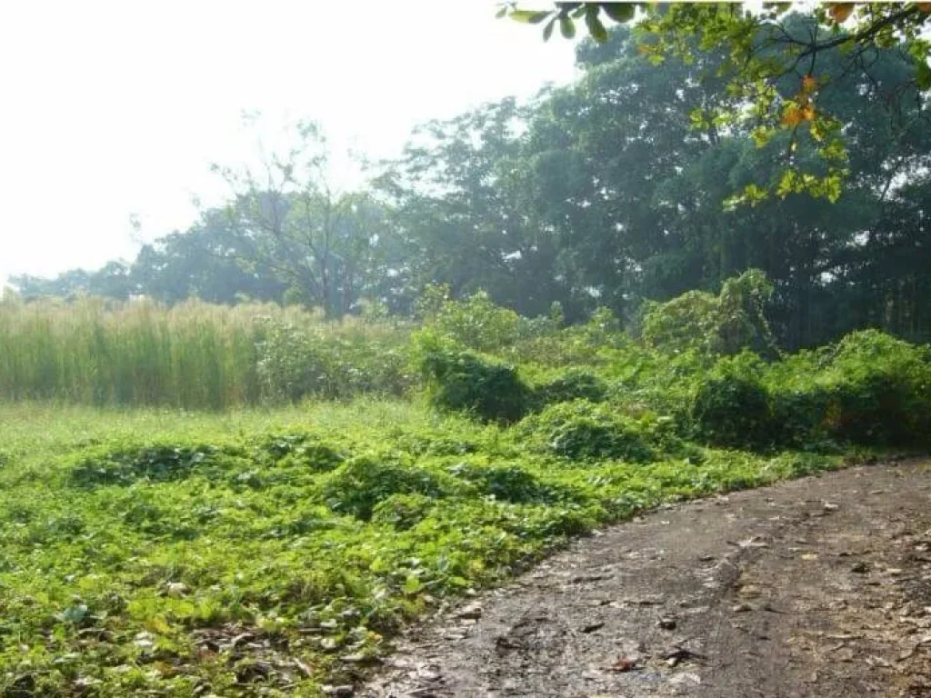 Sale Land on Ratburana Rd ขายที่ดินบนถนนราษฎร์บูรณะ