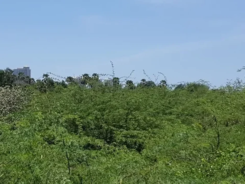 ขายที่ดินใกล้หาดชะอำ ติดถนนทางหลวง เหมาะสร้างโรงแรมรีสอร์ท ที่ดิน 6 ไร่เศษอำเภอชะอำ ขายถูกมาก