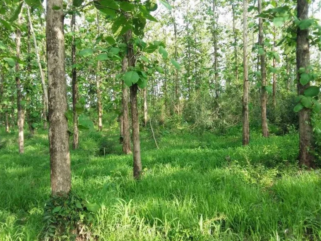 ขายที่ดินสวนป่าสักทอง ห่างจากถนนหลัก 800 เมตร