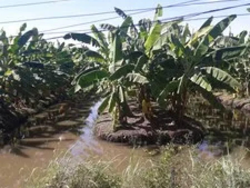 ขายที่ดิน6 ไร่ คลอง10 หนองเสือ ใกล้ติดถนนลาดยางเรียบคลอง10 ราคาถูก