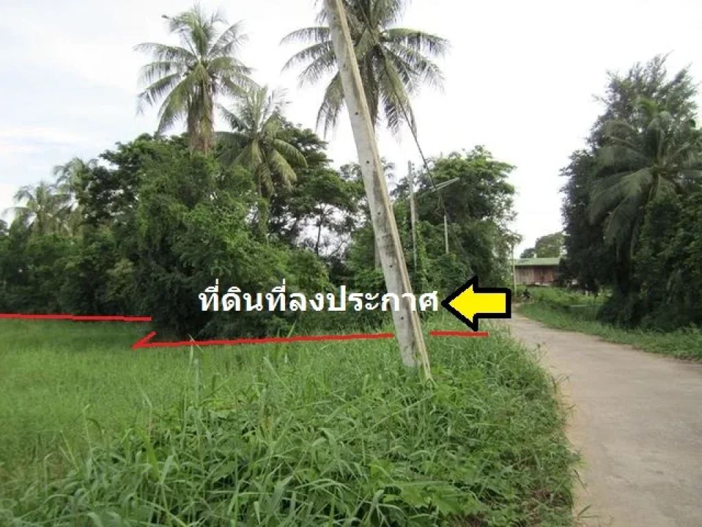 ขายที่ดิน 12 ไร่ บ้านแหลม ติดถนน ใกล้ชุมชน