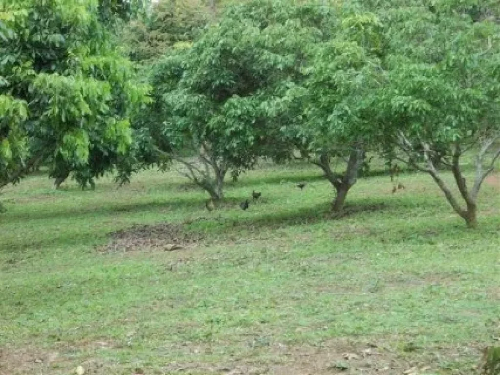 ทีดินเชียงใหม่ ดอยสะเก็ด 8ไร่