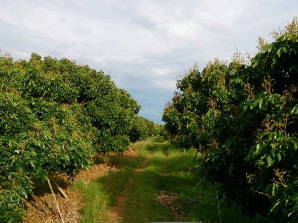 ขายที่ดินพร้อมสวนลำไย จันทบุรี อสอยดาว