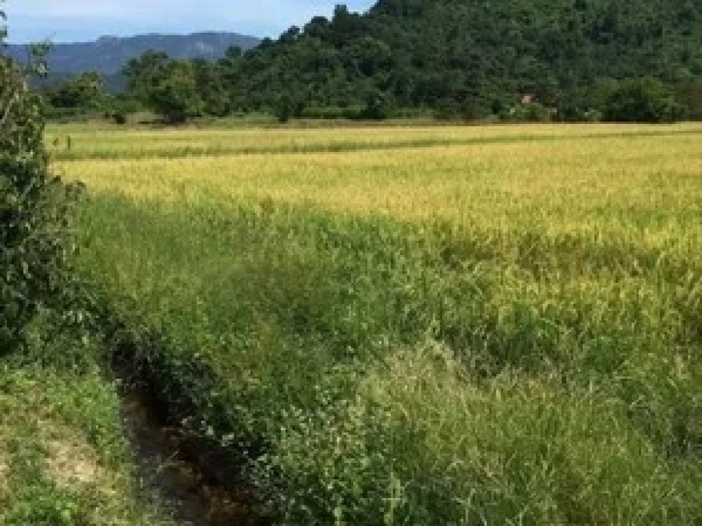 ขาย ที่ดิน บ้านพัก ธรรมชาติและชอบถนนสวยเส้นบ้านนา กะอาง นครนายก