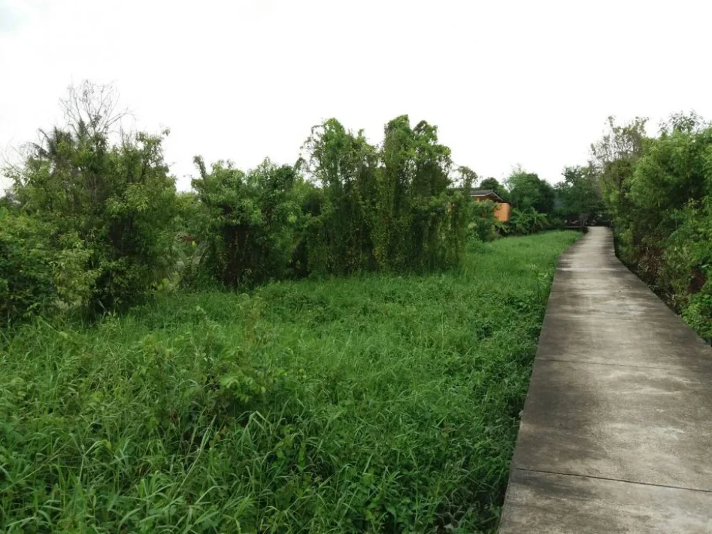 ขาย ที่ดิน ติดแม่น้ำเจ้าพระยา ตำบล บางพูด อำเภอ ปากเกร็ด จังหวัด นนทบุรี