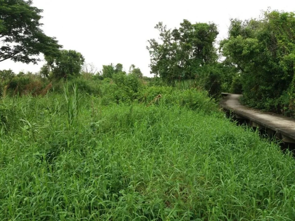 ขาย ที่ดิน ติดแม่น้ำเจ้าพระยา ตำบล บางพูด อำเภอ ปากเกร็ด จังหวัด นนทบุรี