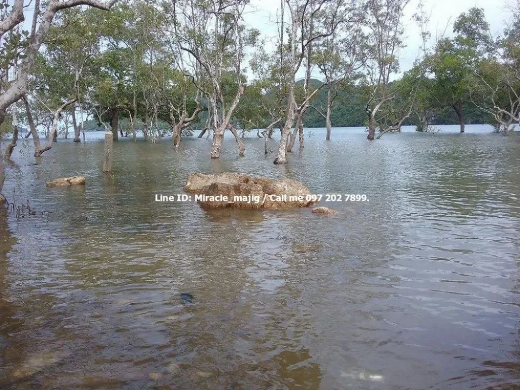 ขายถูกมากๆที่ดินติดชายหาด