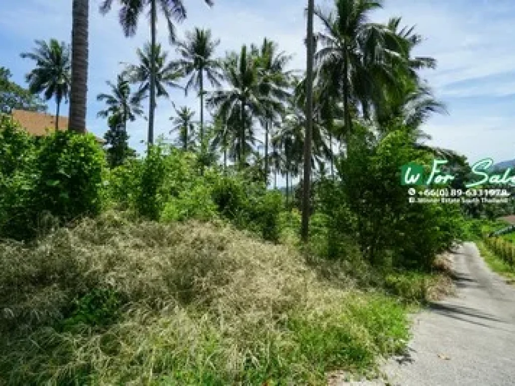 ขายที่ดิน ซีวิว เกาะสมุย เนื้อที่ 2 ไร่กว่า ใกล้เส้นถนนสายรอบเกาะ สามารถมองเห็นทะเล ราคาถูก ไฟฟ้าเข้าถึง ถนนคอนกรีต