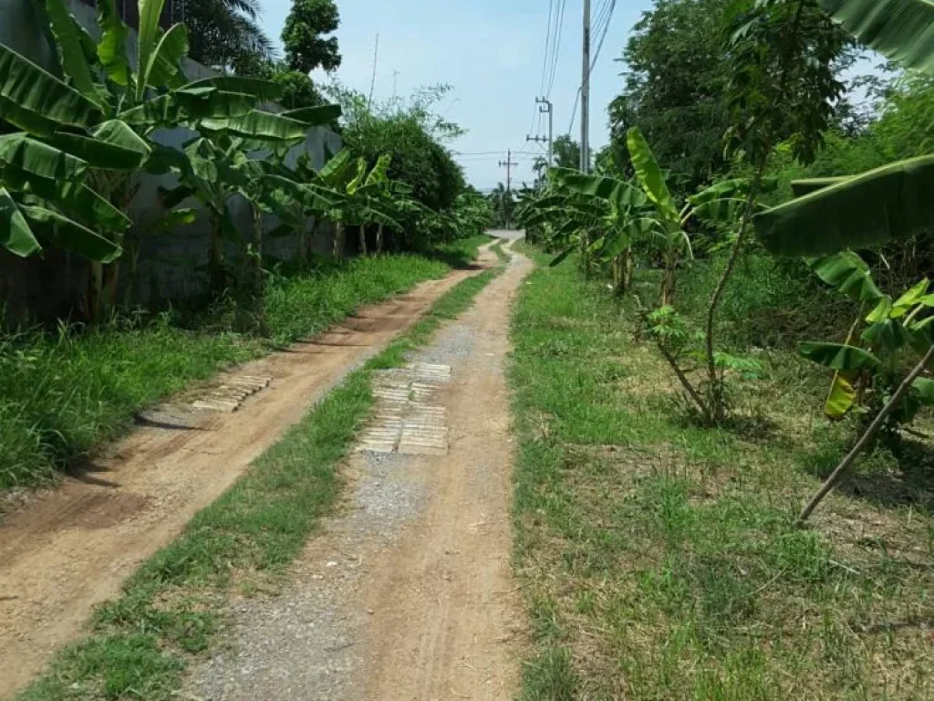 ขายที่ดิน 58 ตรว บางกล้วย ไทรน้อย นนทบุรี ใกล้วัดลาดปลาดุก ถมแล้ว