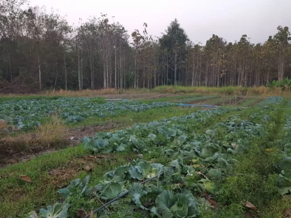 ขายที่ดินสวยธรรมชาติ อเด่นชัยจแพร่ติดถนนใหญ่