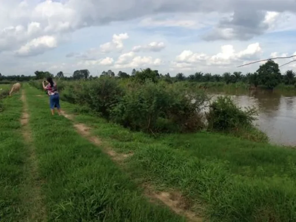 ขายที่ดิน ปลูกปาล์ม ติดริมน้ำ ตกรูด อพุนพิน จสุราษฎร์ธานี