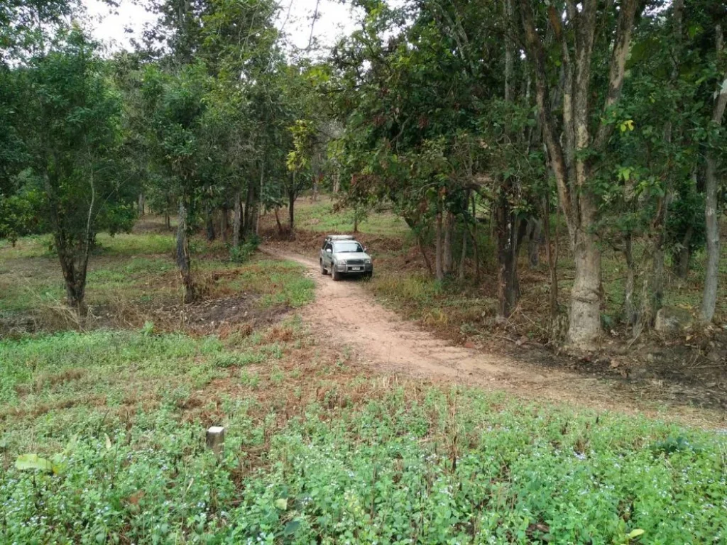 ขายที่ดินเชียงใหม่ อำเภอดอยสะเก็ด เนื้อที่ 3 ไร่ เจ็ดแสนบาท