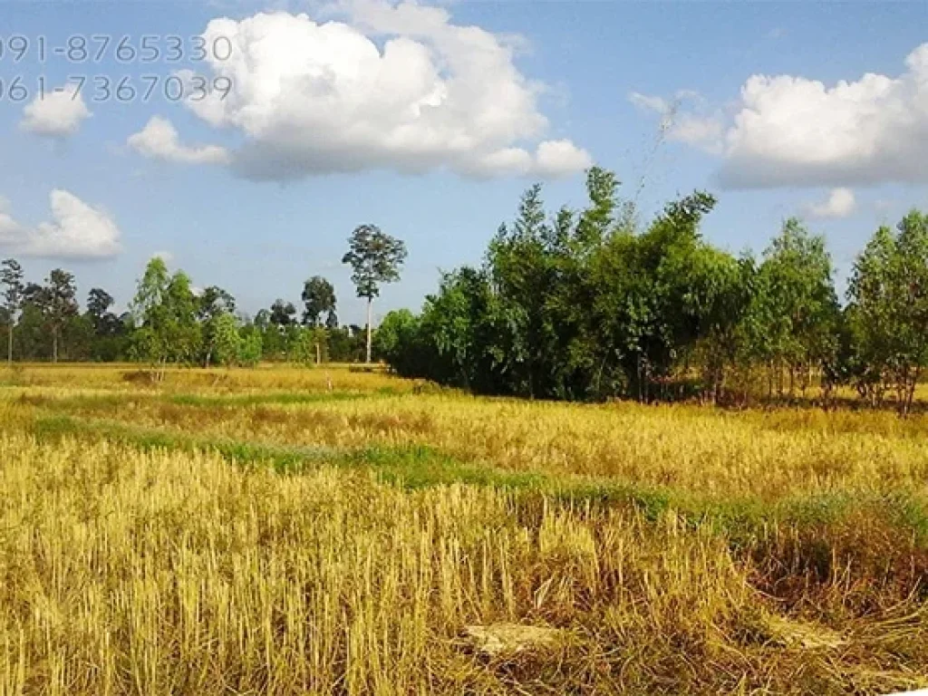 ขายที่ดินโฉนด 100 ไร่ น้ำไม่ท่วม ใกล้ถนน ยโสธร-มุกดาหาร เหมาะทำเกษตร เลี้ยงสัตว์ ทำโซล่าเชลล์ ราคาถ กๆ