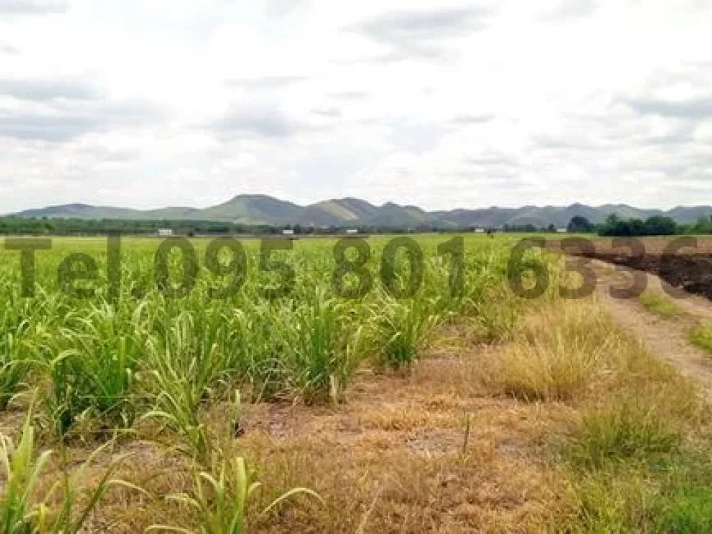 ที่ดินเปล่า 550 ไร่ ตแสลงพัน อวังม่วง จสระบุรี