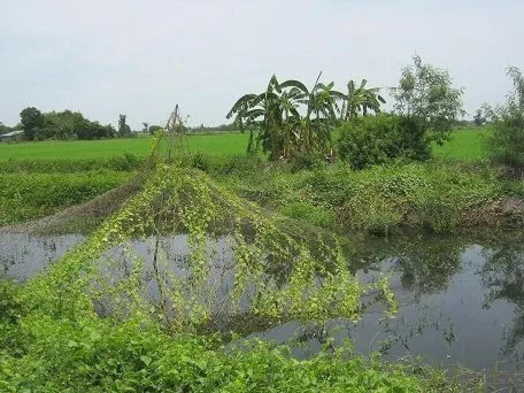 ขายที่หรือเช่า 12 ไร่ ละ 13 ล้าน ขายที่ดินติดถนน340 สุพรรณบุรี อสามขุก