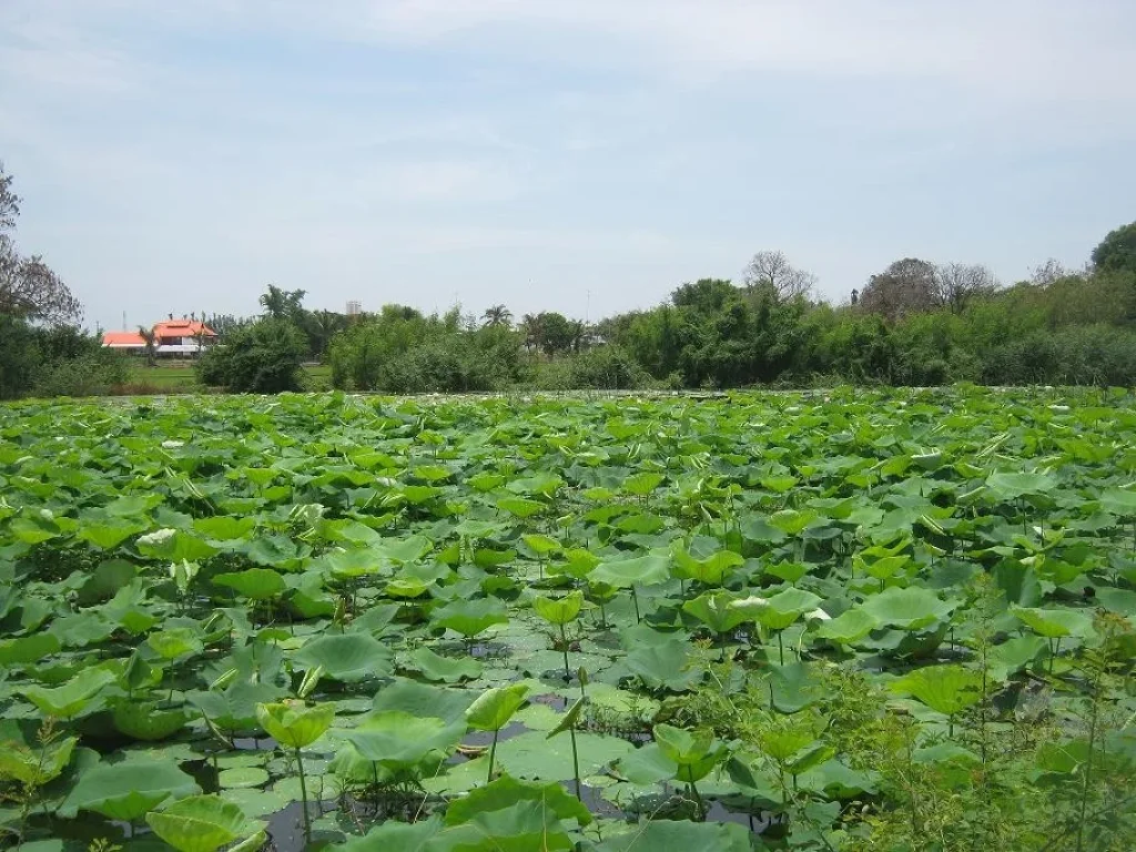 ขายที่หรือเช่า 12 ไร่ ละ 13 ล้าน ขายที่ดินติดถนน340 สุพรรณบุรี อสามขุก