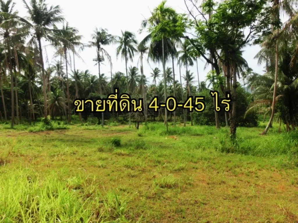 ขายที่ดิน 4 ไร่ 45 ตรวา เกาะพะงัน จสุราษฎร์ธานี แบ่งขายไร่ละ 24 ล้าน