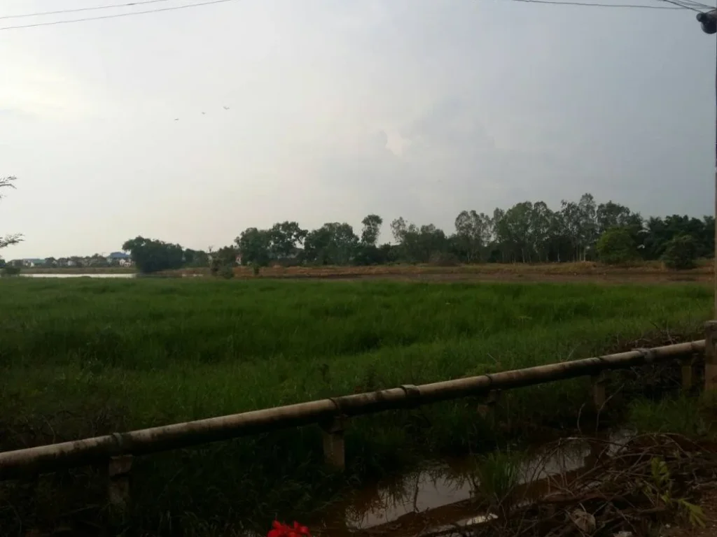 ขายที่ดินหนองจอก ติดถนนผดุงพันธ์ ทำเกษตร สร้างบ้าน ใกล้ ม มหานคร เนื้อที่ 36 ไร่