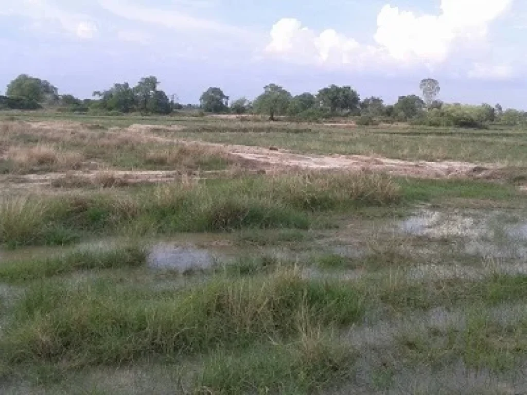 ขายด่วนที่ดินเพื่อการเกษตรมีถนนตัดผ่าน