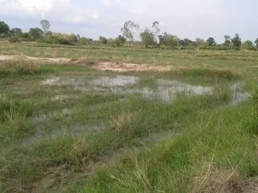 ขายด่วนที่ดินเพื่อการเกษตรมีถนนตัดผ่าน