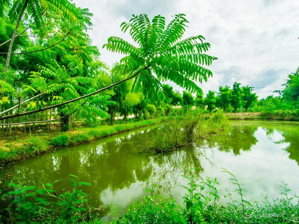 ขายกิจการ โรงงานบด-ตัดแต่ง แร่ดินขาว พร้อมที่ดิน อเมือง จลำปาง