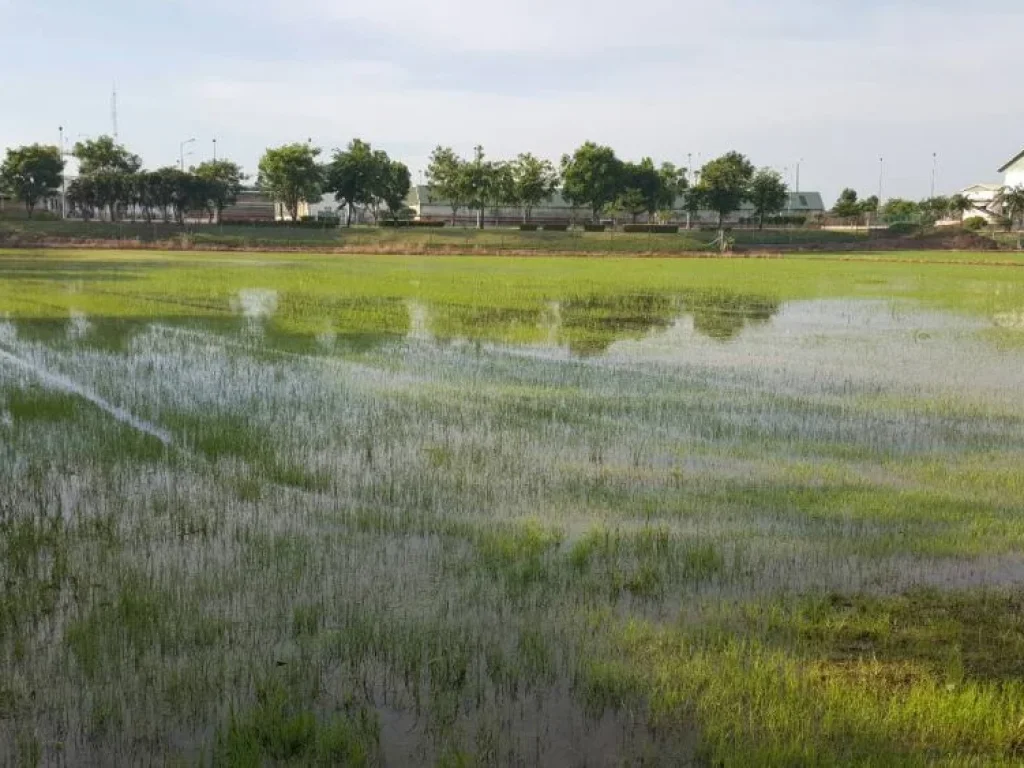 ขายที่ดิน 12 ไร่ สามโคก ปทุมธานี ทำเลดี