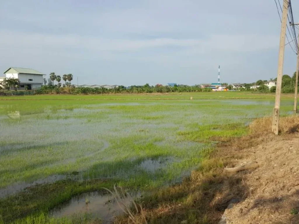 ขายที่ดิน 12 ไร่ สามโคก ปทุมธานี ทำเลดี