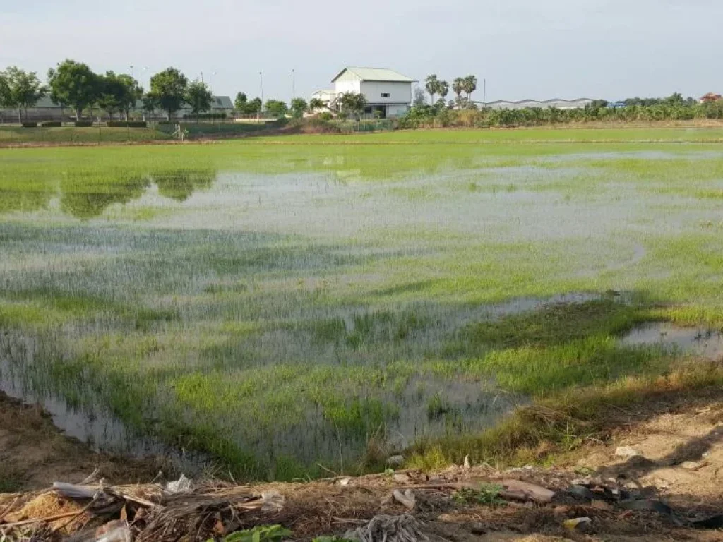 ขายที่ดิน 12 ไร่ สามโคก ปทุมธานี ทำเลดี