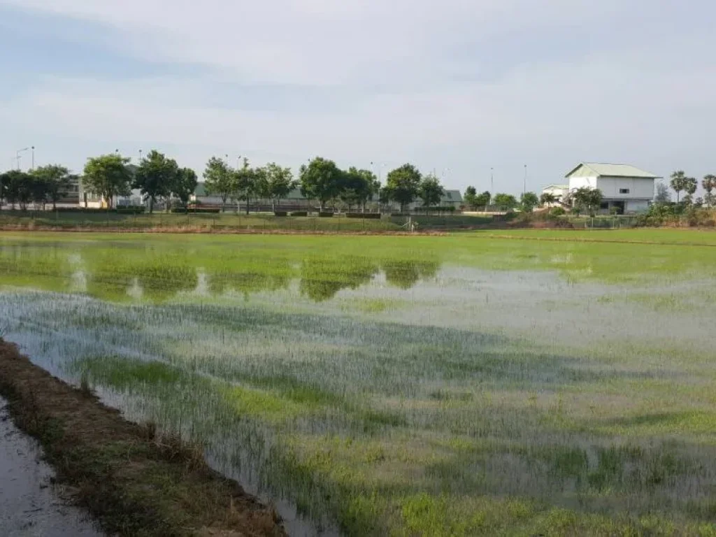 ขายที่ดิน 12 ไร่ สามโคก ปทุมธานี ทำเลดี