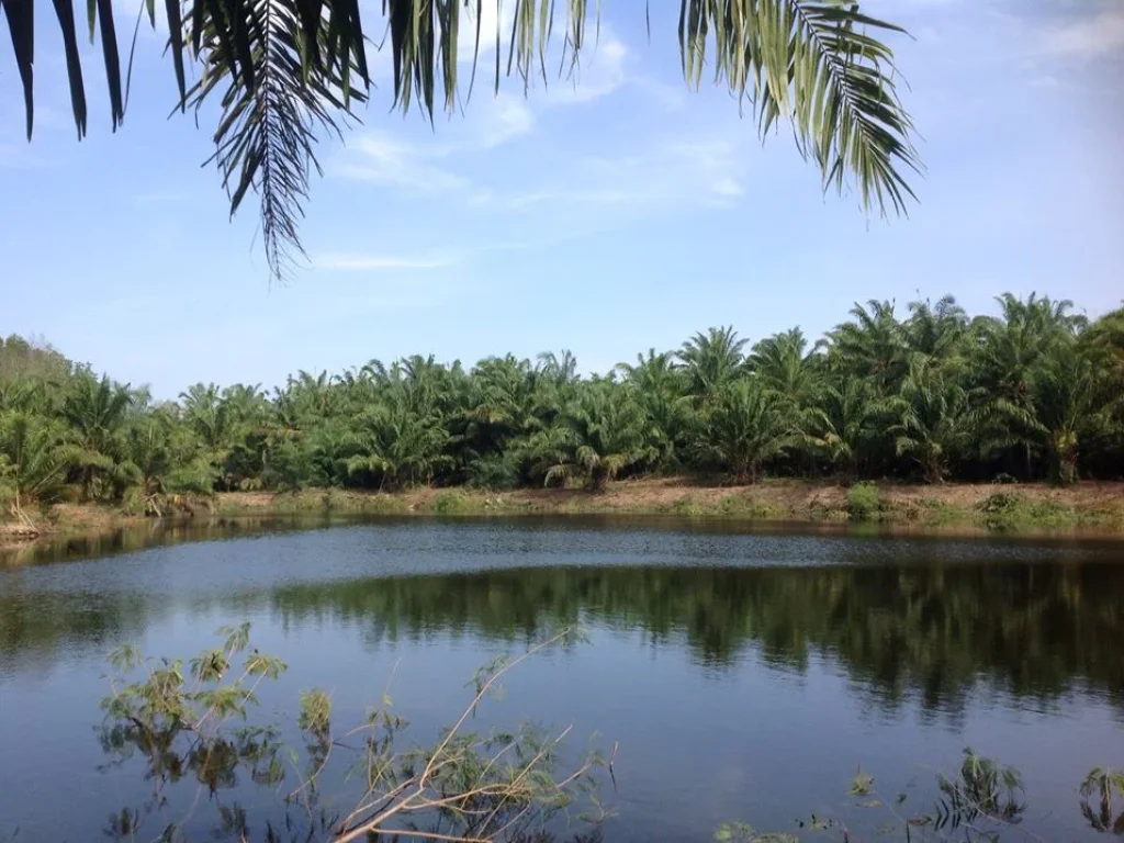 ที่ดินให้เช่าระยะยาว 15-20 ปี อยู่ในอำเภอเมืองกระบี่