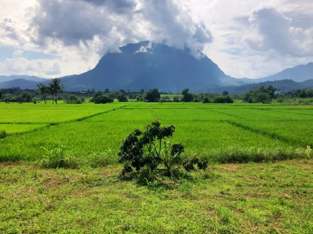 ขายที่ดินเชียงดาว พร้อมขายจำนวนกว่า 70 แปลงให ในราคาชาวบ้าน โปรดเยี่ยมชมเวปไซค์เพื่อดูที่ดินทั้งหมดครับ