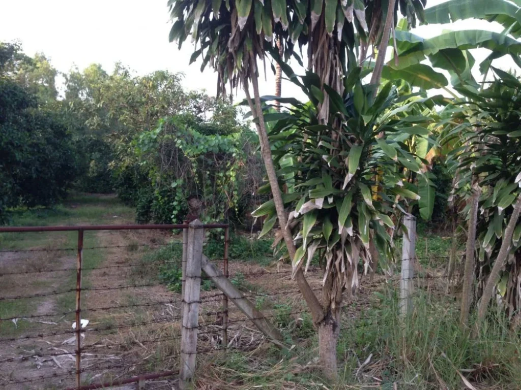 ขายที่ดิน4ไร่ คลองน้ำหู สุขุมวิท54 เมืองระยอง สวนผลไม้